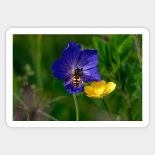 Cranesbill, buttercup and hoverfly Sticker